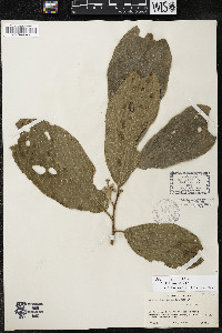 Quararibea wittii image
