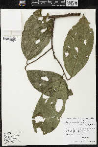 Quararibea wittii image
