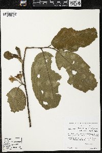 Quararibea wittii image