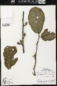 Quararibea wittii image