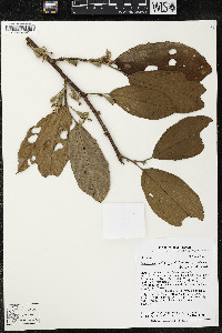 Quararibea wittii image