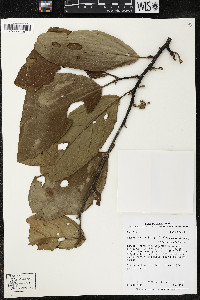 Quararibea wittii image