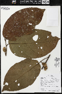 Quararibea wittii image