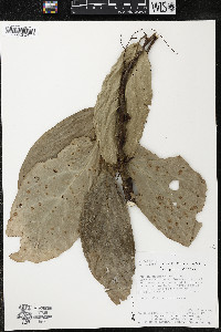 Quararibea wittii image
