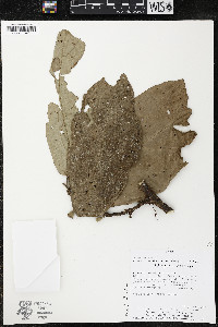 Quararibea wittii image