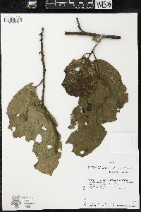 Quararibea wittii image