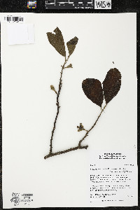 Quararibea wittii image