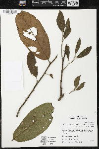 Quararibea wittii image