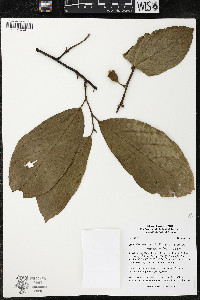 Quararibea wittii image