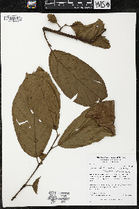 Quararibea wittii image
