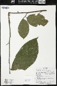 Quararibea wittii image