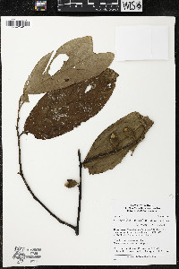 Quararibea wittii image