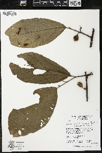 Quararibea wittii image