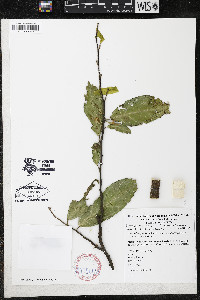 Quararibea yunckeri image