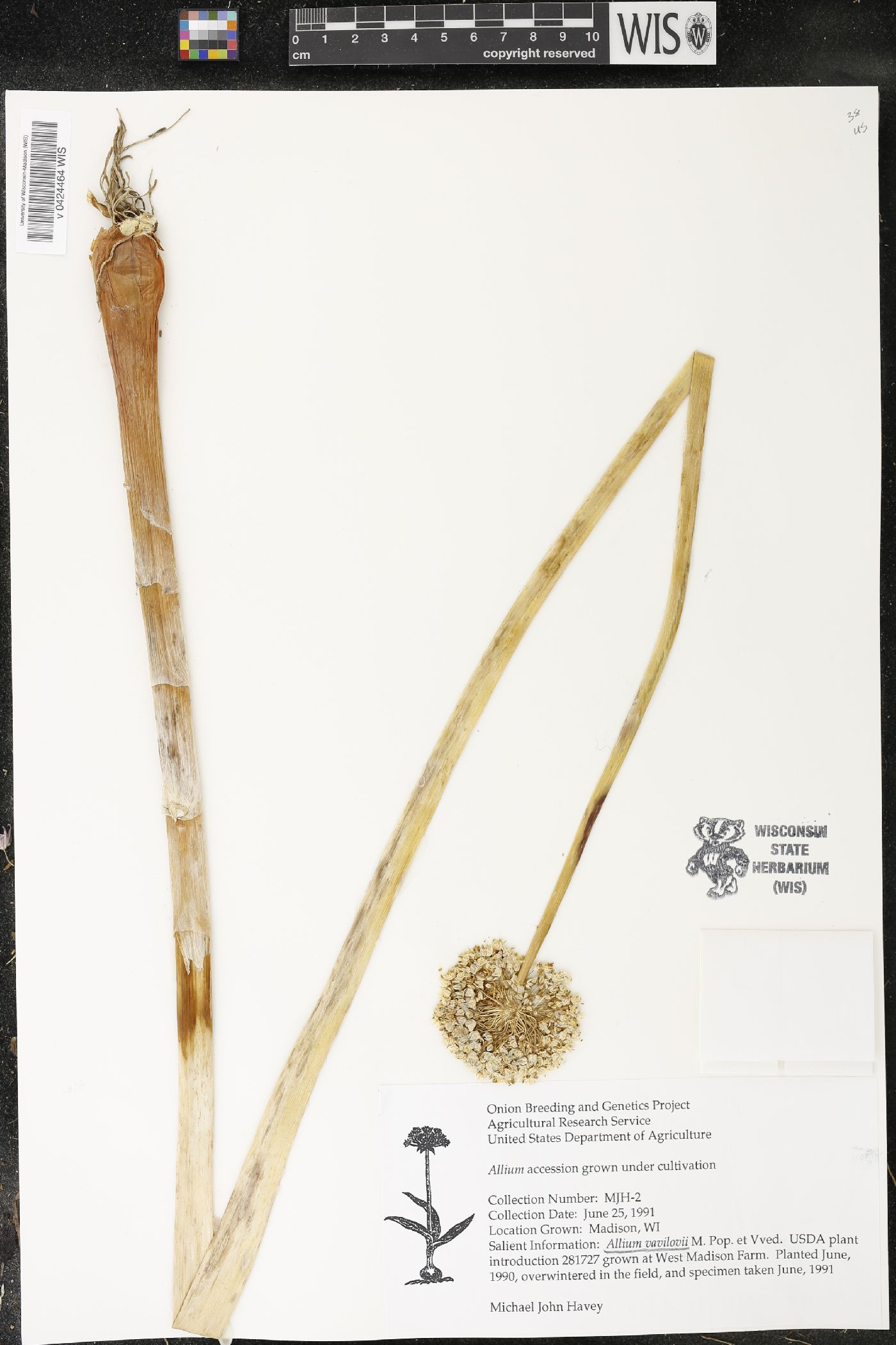 Allium vavilovii image