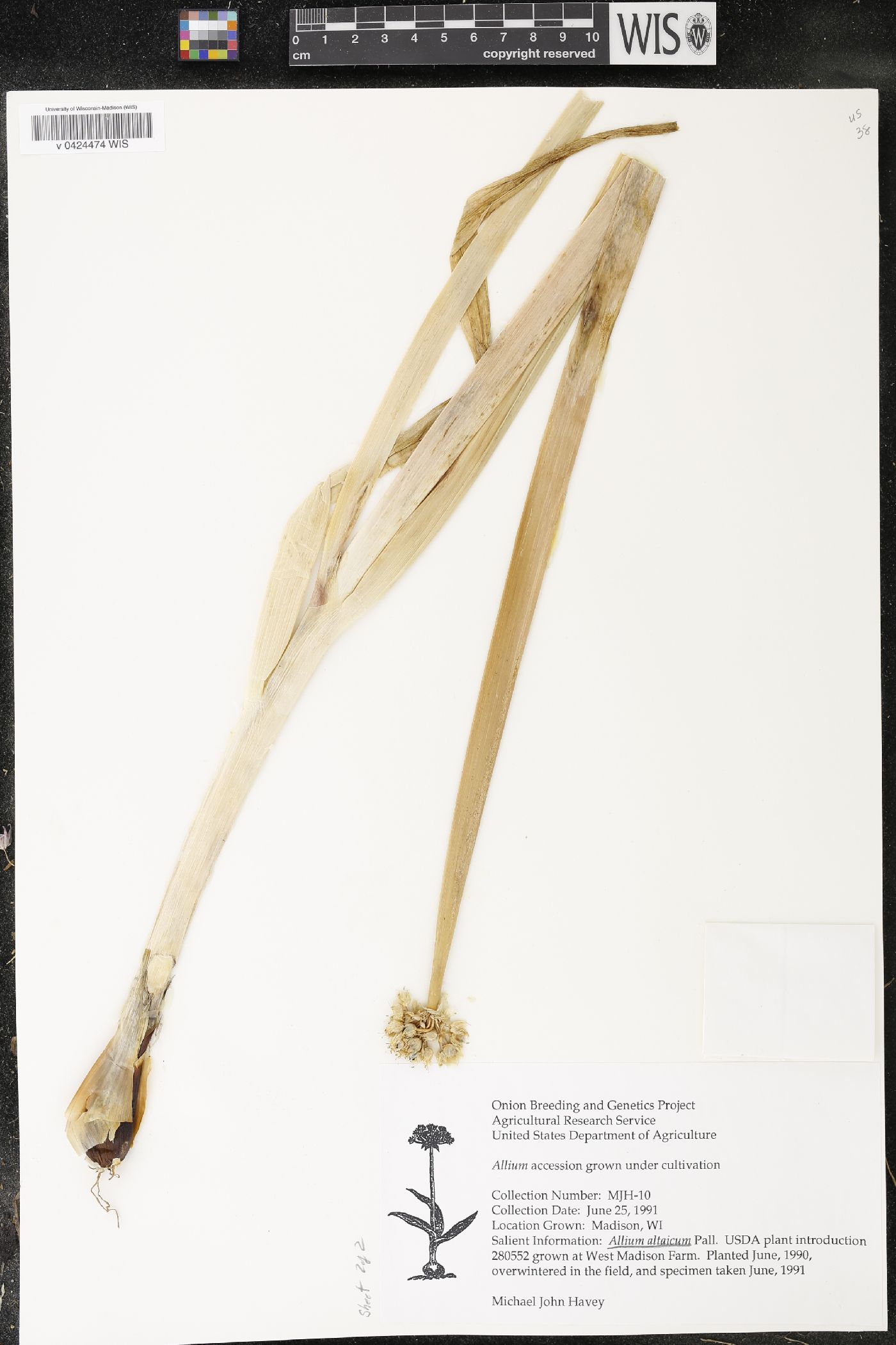 Allium altaicum image