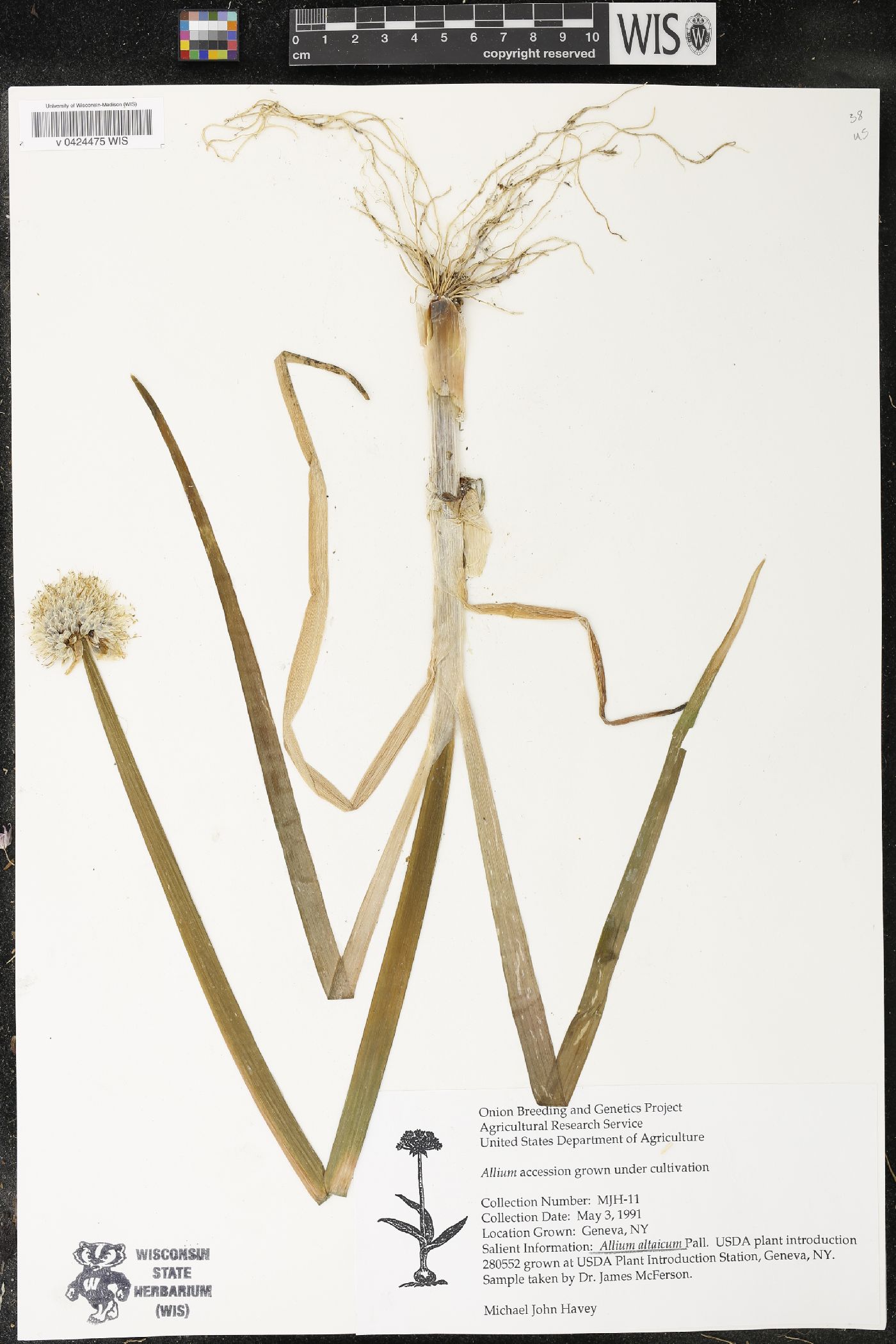 Allium altaicum image