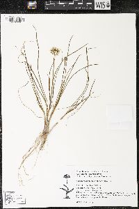 Allium cernuum image