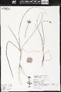 Allium cernuum image