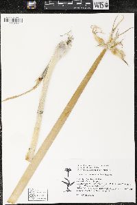 Allium fistulosum image