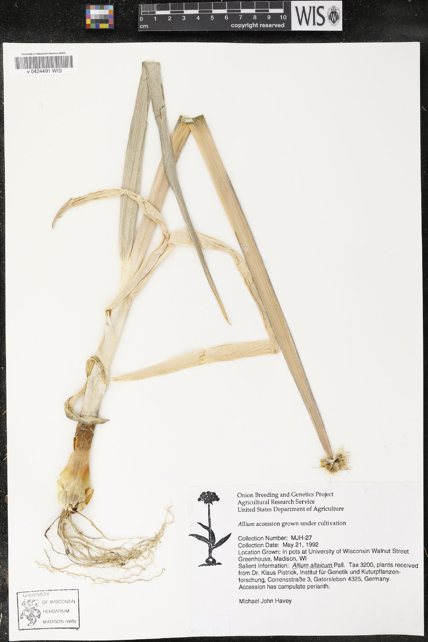 Allium altaicum image