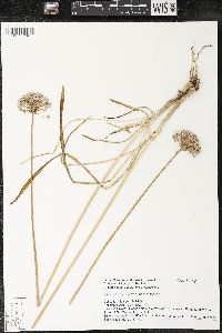 Allium angulosum image