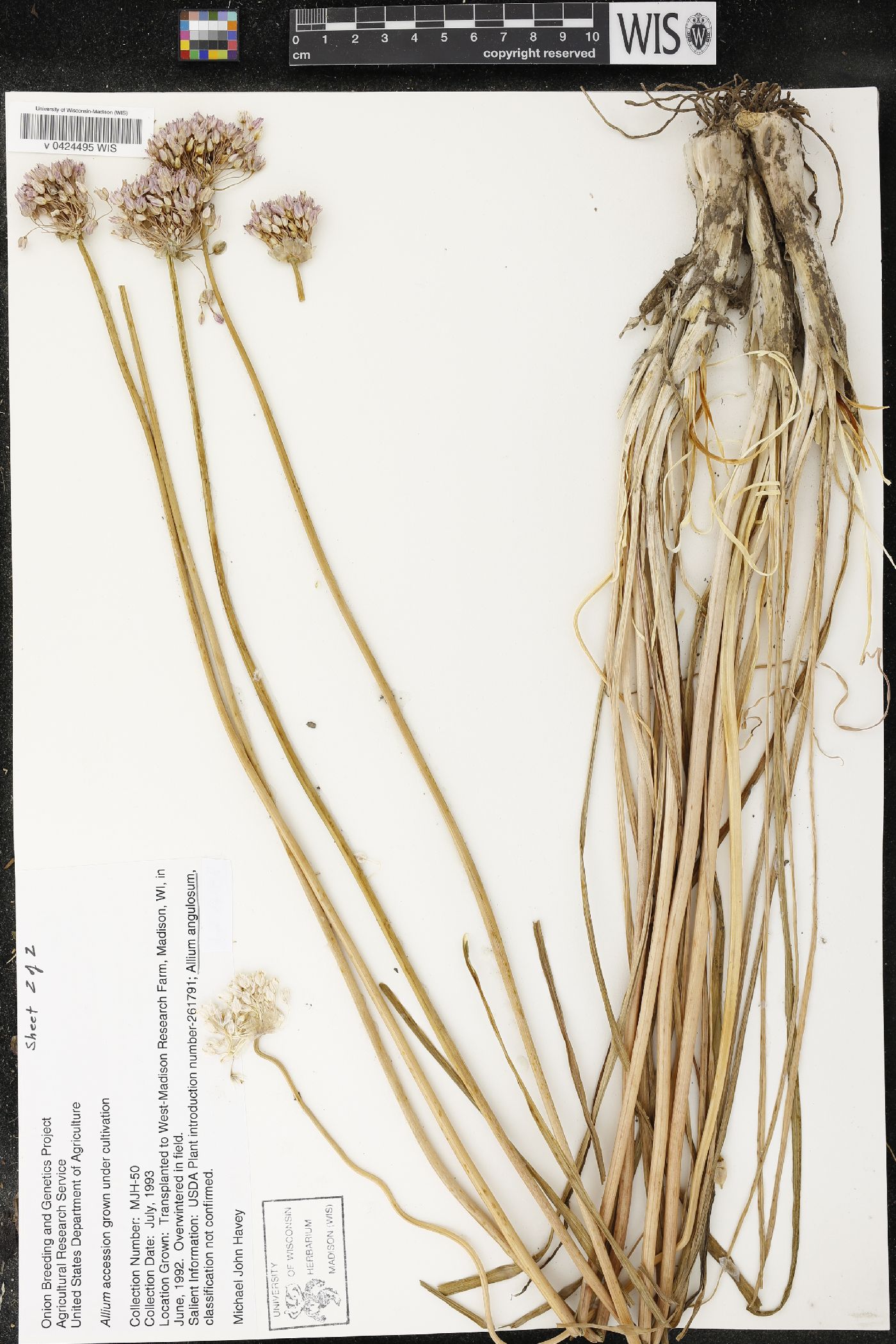 Allium angulosum image