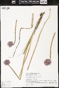 Allium schoenoprasum image