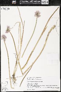 Allium schoenoprasum image