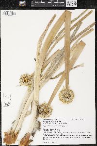 Allium fistulosum image