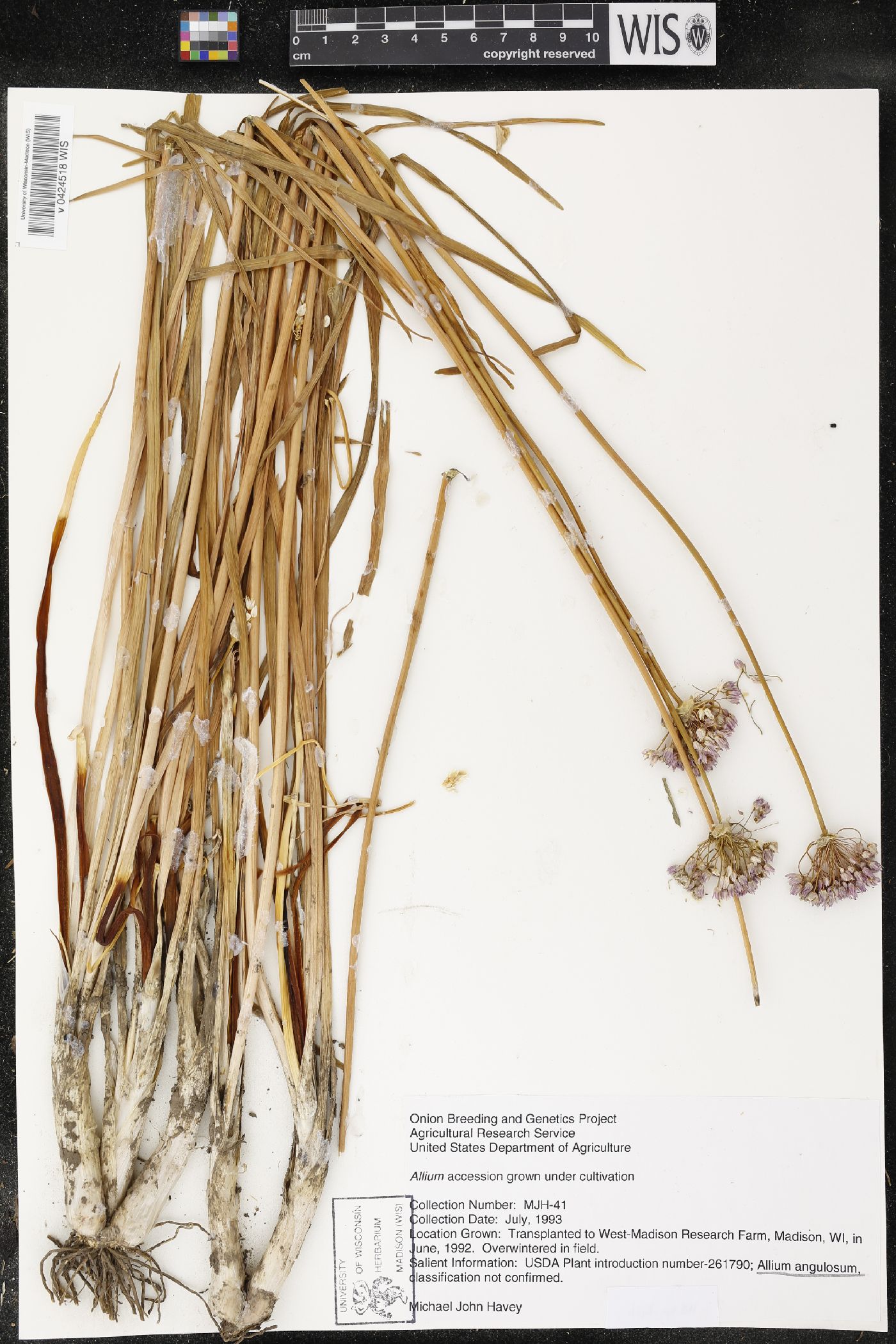 Allium angulosum image