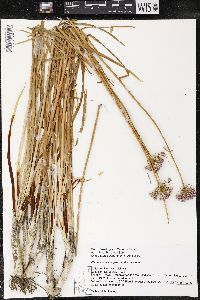 Allium angulosum image