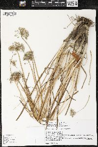 Allium lineare image