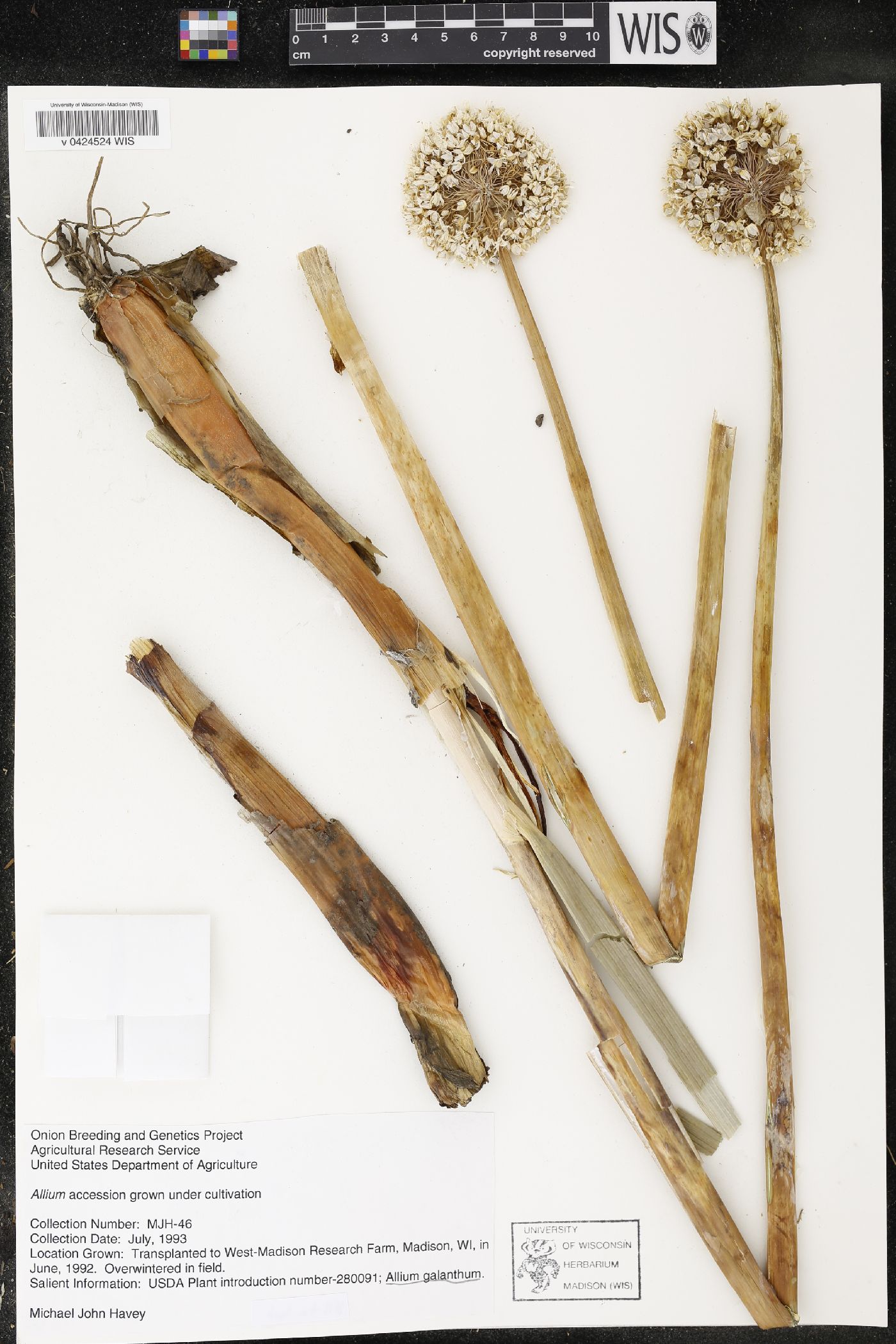 Allium galanthum image