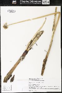 Allium galanthum image