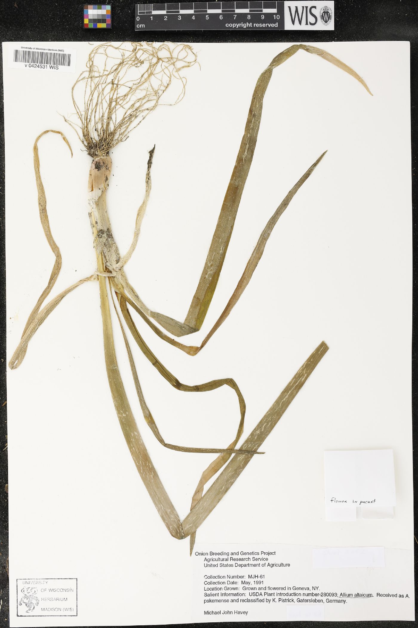 Allium altaicum image