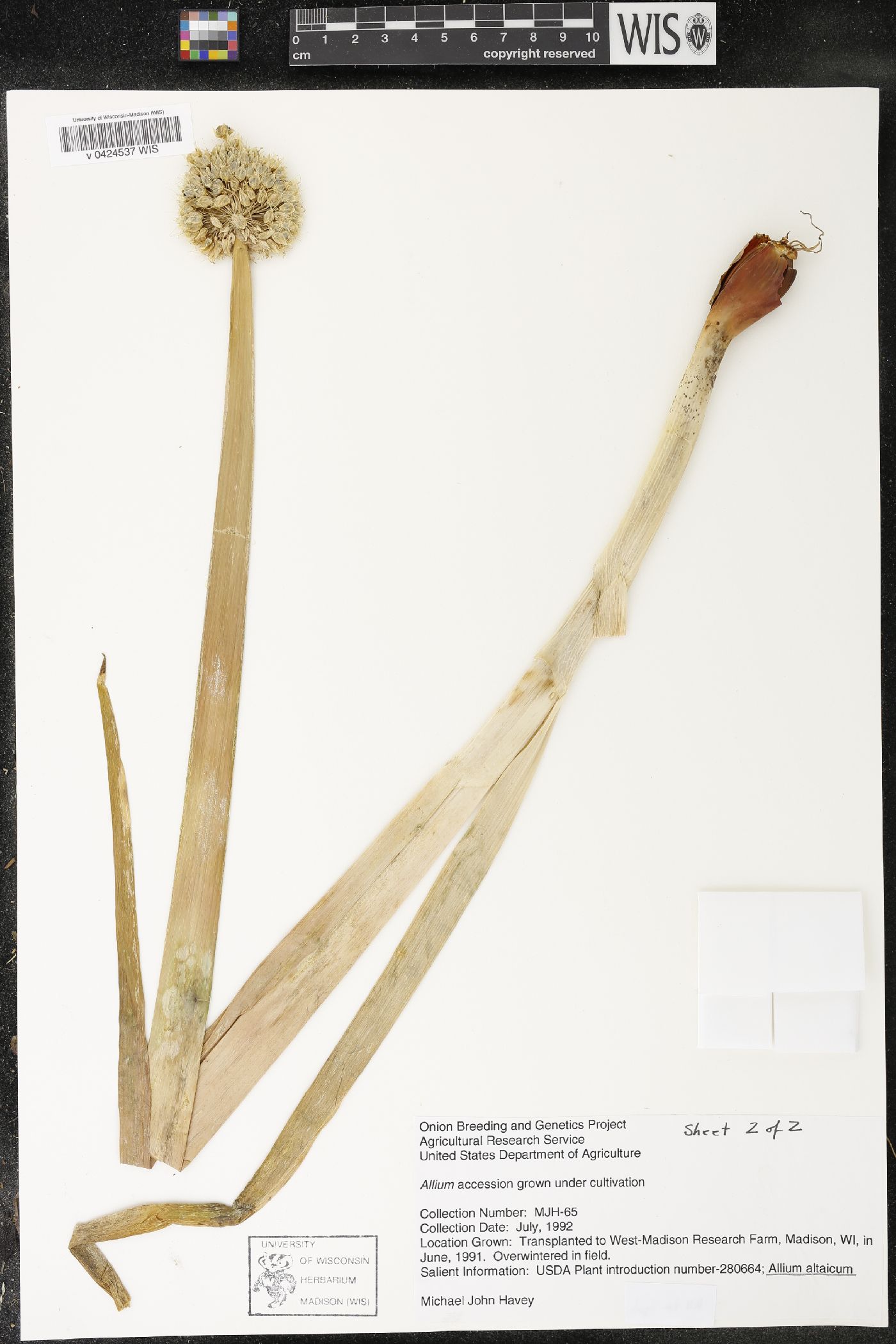 Allium altaicum image