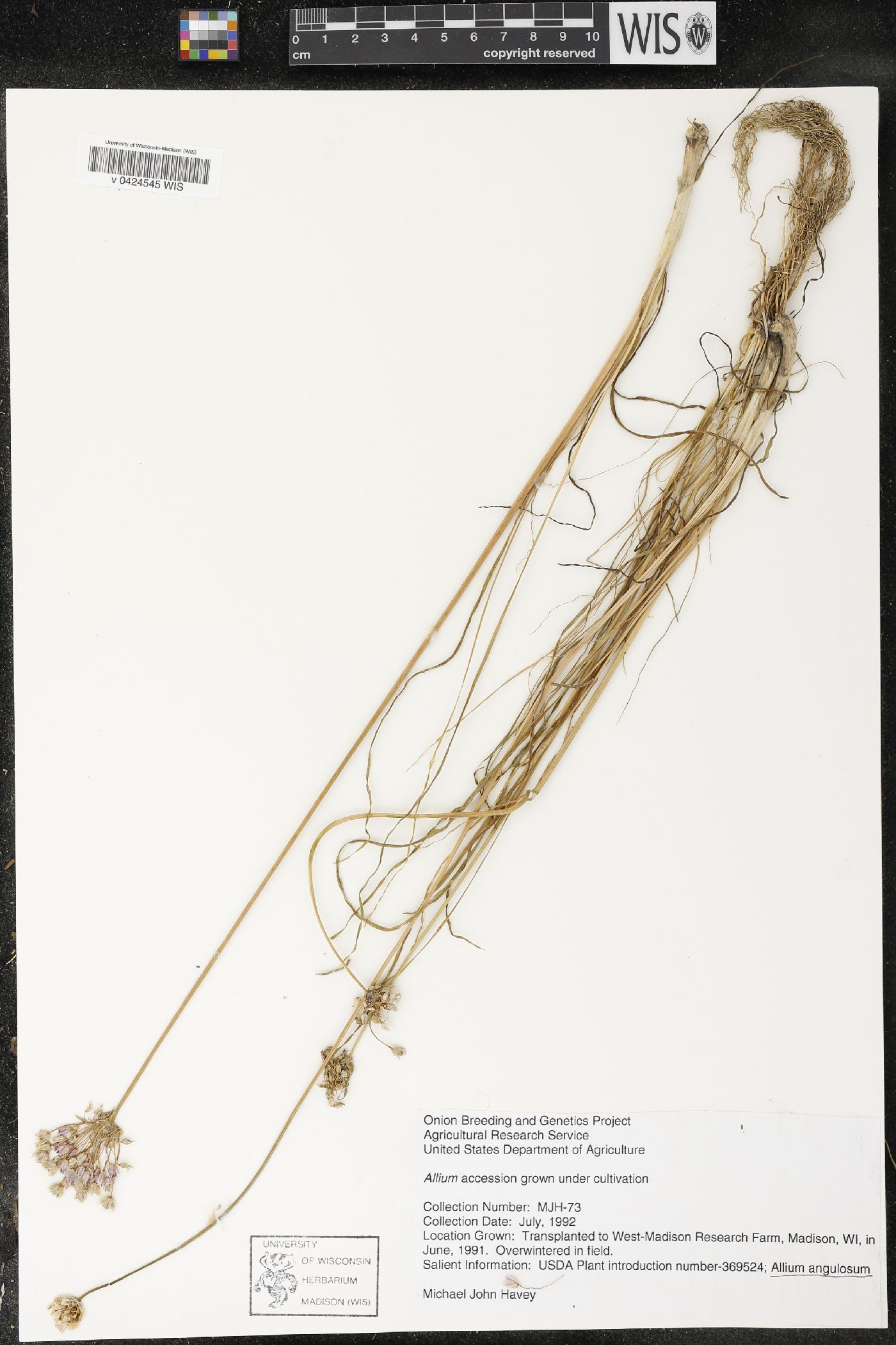 Allium angulosum image