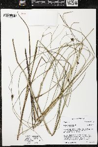 Carex oligosperma image