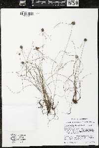 Cyperus lupulinus image