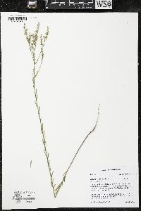 Linum sulcatum image