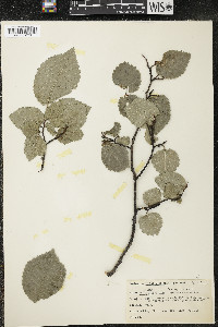 Ulmus glabra image