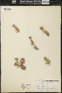 Abies balsamea image