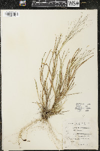 Digitaria cognata image