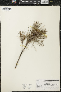 Pinus resinosa image