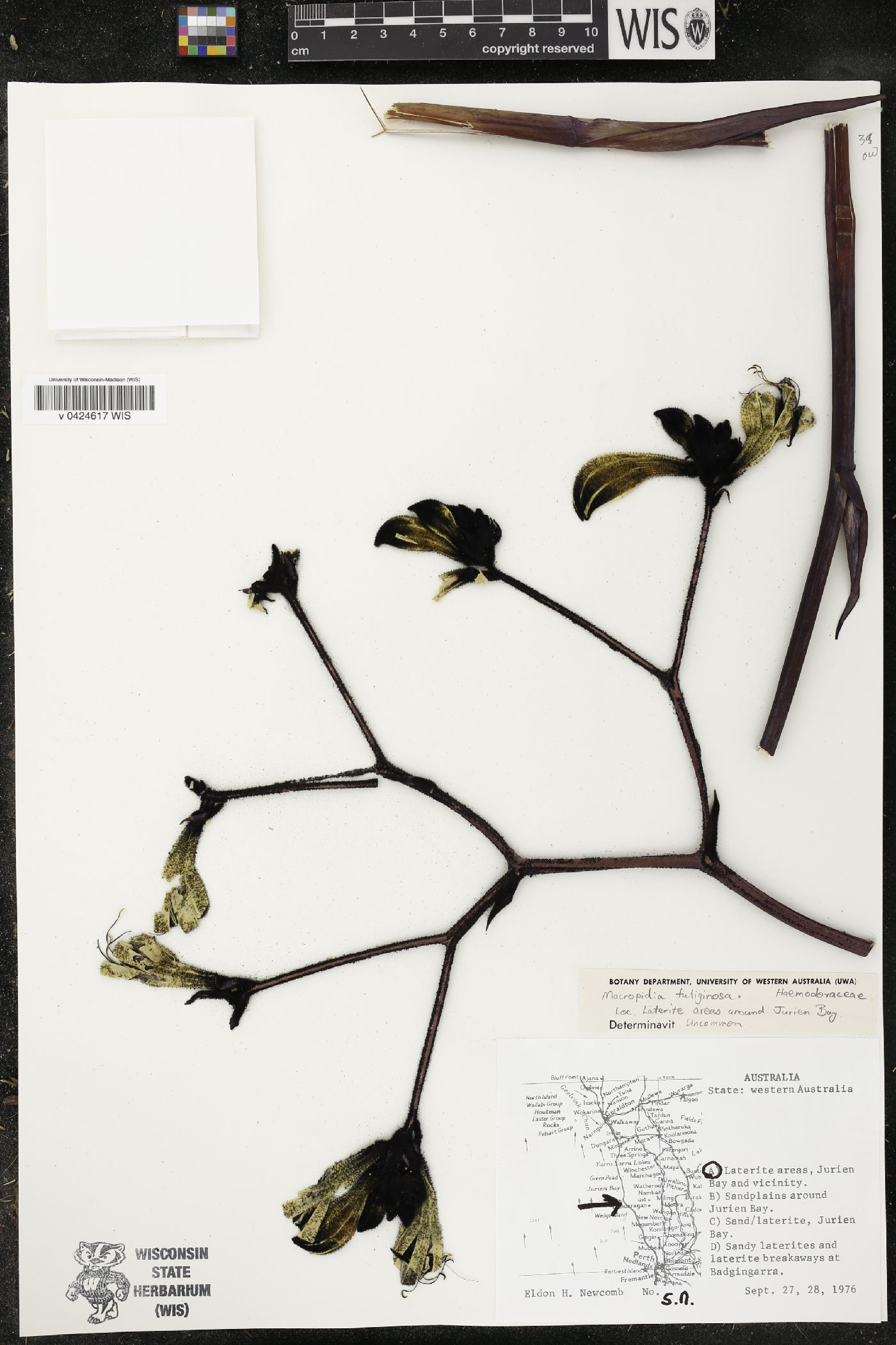 Macropidia fuliginosa image