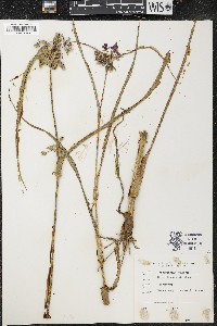 Tradescantia ohiensis image