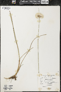 Eriophorum virginicum image