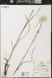 Eriophorum virginicum image