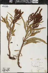 Rumex mexicanus image